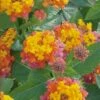 Miss Huff Hardy Lantana - 5 Pack Of Pint Pots