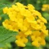 New Gold Hardy Lantana - 5 Pack Of Pint Pots
