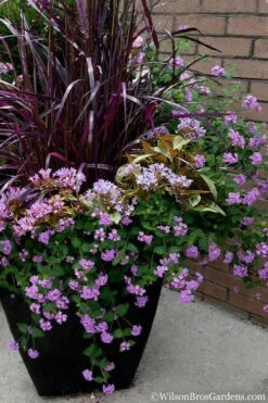 Trailing Lavender Lantana - 5 Pack Of Pint Pots -Wilson Bros Gardens Shop Lantana Trailing Lavender 16