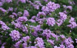 Trailing Lavender Lantana - 1 Gallon Pot -Wilson Bros Gardens Shop Lantana Trailing Lavender 2 1