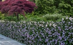 Trailing Lavender Lantana - 1 Gallon Pot -Wilson Bros Gardens Shop Lantana Trailing Lavender 22 1