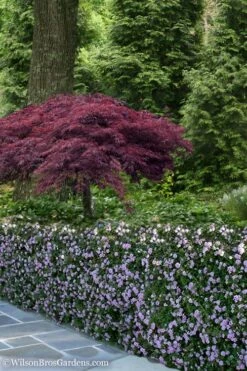 Trailing Lavender Lantana - 5 Pack Of Pint Pots -Wilson Bros Gardens Shop Lantana Trailing Lavender 23