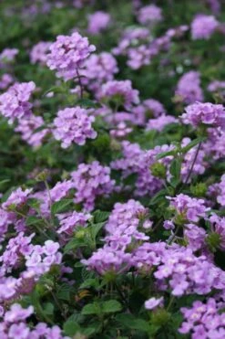 Trailing Lavender Lantana - 5 Pack Of Pint Pots -Wilson Bros Gardens Shop Lantana Trailing Lavender 500x750 1