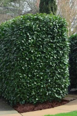 Schip Laurel (Prunus Laurocersasus 'Schipkaensis') - 5 Gallon Pot 9 Schip Laurel (Prunus Laurocersasus 'Schipkaensis') - 5 Gallon Pot -Wilson Bros Gardens Shop Laurel Schip 2 4