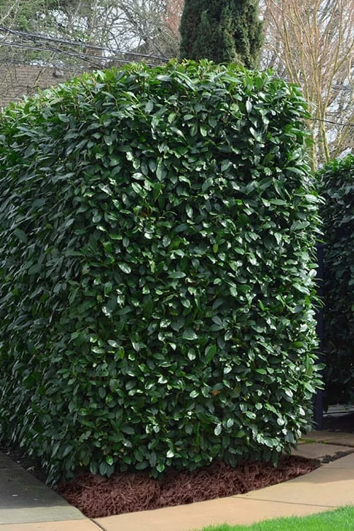 Schip Laurel (Prunus Laurocersasus 'Schipkaensis') - 5 Gallon Pot 4 Schip Laurel (Prunus Laurocersasus 'Schipkaensis') - 5 Gallon Pot - Image 4