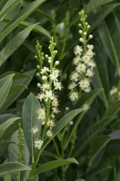 Schip Laurel (Prunus Laurocersasus 'Schipkaensis') - 5 Gallon Pot 11 Schip Laurel (Prunus Laurocersasus 'Schipkaensis') - 5 Gallon Pot -Wilson Bros Gardens Shop Laurel Schip 3 4