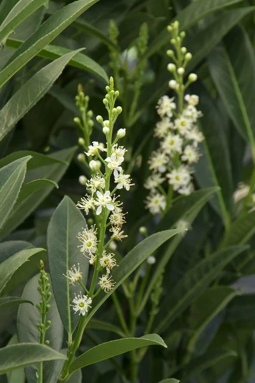 Schip Laurel (Prunus Laurocersasus 'Schipkaensis') - 5 Gallon Pot 6 Schip Laurel (Prunus Laurocersasus 'Schipkaensis') - 5 Gallon Pot - Image 6