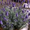 Hidcote Blue English Lavender - 1 Gallon Pot