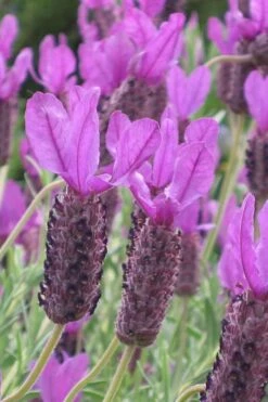 Otto Quast Spanish Lavender - 5 Pack Of Quart Pots