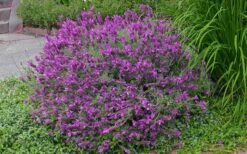 Otto Quast Spanish Lavender - 5 Pack Of Quart Pots -Wilson Bros Gardens Shop Lavender Otto Quast 21