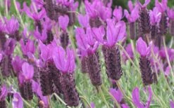 Otto Quast Spanish Lavender - 5 Pack Of Quart Pots -Wilson Bros Gardens Shop Lavender Otto Quast 22