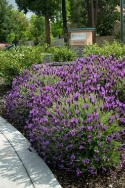Otto Quast Spanish Lavender - 5 Pack Of Quart Pots -Wilson Bros Gardens Shop Lavender Otto Quast 23