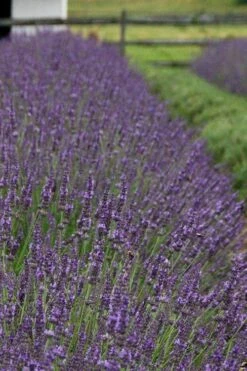 Phenomenal Lavender - 5 Pack Of Quart Pots -Wilson Bros Gardens Shop Lavender Phenomenal 11 2