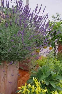 Phenomenal Lavender - 1 Gallon Pot -Wilson Bros Gardens Shop Lavender Phenomenal 12