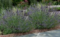 Phenomenal Lavender - 1 Gallon Pot -Wilson Bros Gardens Shop Lavender Phenomenal 13