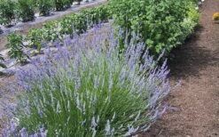 Provence French Lavender - 5 Pack Of Quart Pots -Wilson Bros Gardens Shop Lavender Provence 1