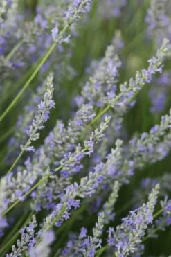 Provence French Lavender - 5 Pack Of Quart Pots -Wilson Bros Gardens Shop Lavender Provence 3