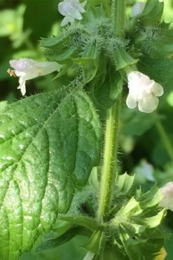 Lemon Balm Plant - 1 Gallon Pot -Wilson Bros Gardens Shop Lemon Balm Plant 1