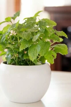 Lemon Balm Plant - 1 Gallon Pot -Wilson Bros Gardens Shop Lemon Balm Plant 2