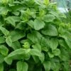 Lemon Balm Plant - 1 Gallon Pot