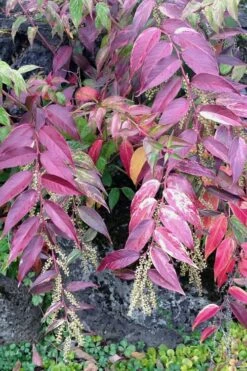 Rainbow Leucothoe (Drooping Fetterbush) - Leucothoe Fontanesiana - 5 Gallon Pot -Wilson Bros Gardens Shop Leucothoe Rainbow 1 2