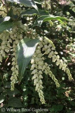 Rainbow Leucothoe (Drooping Fetterbush) - Leucothoe Fontanesiana - 5 Gallon Pot -Wilson Bros Gardens Shop Leucothoe Rainbow 3 2