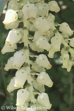Rainbow Leucothoe (Drooping Fetterbush) - Leucothoe Fontanesiana - 6 Pack Of 1 Gallon Pots -Wilson Bros Gardens Shop Leucothoe Rainbow 5