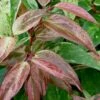 Rainbow Leucothoe (Drooping Fetterbush) - Leucothoe Fontanesiana - 1 Gallon Pot
