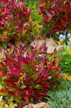 Scarletta Fetterbush - Leucothoe Fontanesiana 'Zeblid' - 3 Gallon Pot -Wilson Bros Gardens Shop Leucothoe Scarletta 4 2