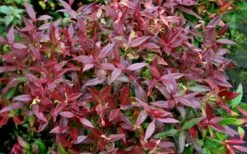 Scarletta Fetterbush - Leucothoe Fontanesiana 'Zeblid' - 3 Gallon Pot -Wilson Bros Gardens Shop Leucothoe Scarletta 5 2
