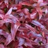 Scarletta Fetterbush - Leucothoe Fontanesiana 'Zeblid' - 1 Gallon Pot