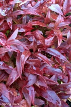 Scarletta Fetterbush - Leucothoe Fontanesiana 'Zeblid' - 2 Gallon Pot