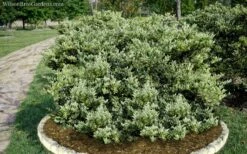 Jack Frost Ligustrum (Privet) - 3 Gallon Pot -Wilson Bros Gardens Shop Ligustrum Jack Frost 6