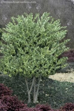 Jack Frost Ligustrum (Privet) - 3 Gallon Pot -Wilson Bros Gardens Shop Ligustrum Jack Frost 8