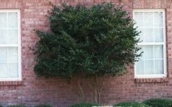 Wavy Leaf Ligustrum Recurvifolium - 1 Gallon Pot -Wilson Bros Gardens Shop Ligustrum Recurvifolia Curly Leaf Tree Form
