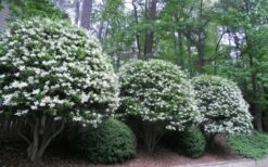 Wavy Leaf Ligustrum Recurvifolium - 1 Gallon Pot -Wilson Bros Gardens Shop Ligustrum Recurvifolium 5