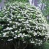 Wavy Leaf Ligustrum Recurvifolium - 1 Gallon Pot