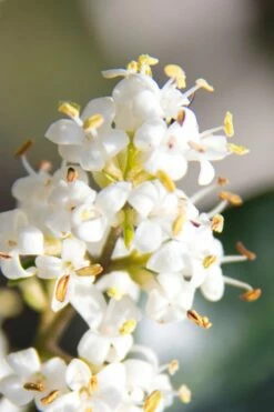 Wavy Leaf Ligustrum Recurvifolium - 1 Gallon Pot -Wilson Bros Gardens Shop Ligustrum Recurvifolium 8