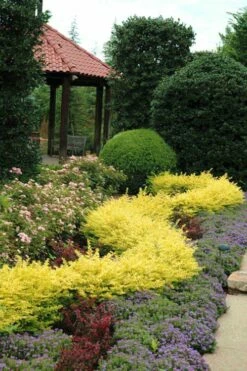 Sunshine Ligustrum - 1 Gallon Pot -Wilson Bros Gardens Shop Ligustrum Sunshine 11