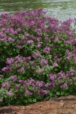 Bloomerang Dark Purple Lilac - 2 Gallon Pot -Wilson Bros Gardens Shop Lilac Bloomerang Dark Purple 11 2