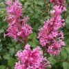 Bloomerang Dwarf Pink Lilac - 3 Gallon Pot