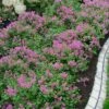 Bloomerang Dwarf Purple Lilac - 2 Gallon Pot