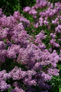 Bloomerang Dwarf Purple Lilac - 3 Gallon Pot -Wilson Bros Gardens Shop Lilac Bloomerang Dwarf Purple 2 1