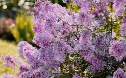 Bloomerang Dwarf Purple Lilac - 3 Gallon Pot -Wilson Bros Gardens Shop Lilac Bloomerang Dwarf Purple 3 1