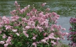 Bloomerang Pink Perfume Lilac - 3 Gallon Pot -Wilson Bros Gardens Shop Lilac Bloomerang Pink Perfume Shrub