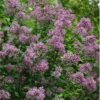 Bloomerang Purple Lilac - 2 Gallon Pot