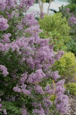 Bloomerang Purple Lilac - 2 Gallon Pot -Wilson Bros Gardens Shop Lilac Bloomerang Purple 12