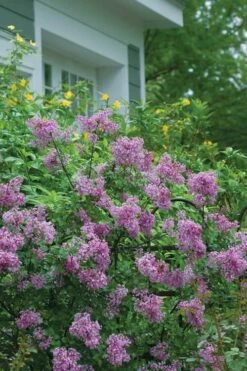 Bloomerang Purple Lilac - 2 Gallon Pot -Wilson Bros Gardens Shop Lilac Bloomerang Purple 14