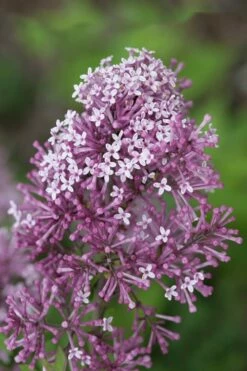 Bloomerang Purple Lilac - 2 Gallon Pot -Wilson Bros Gardens Shop Lilac Bloomerang Purple 15