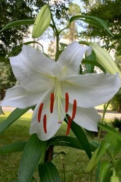 Casablanca Oriental Lily - 1 Gallon Pot -Wilson Bros Gardens Shop Lilium Casablanca 1